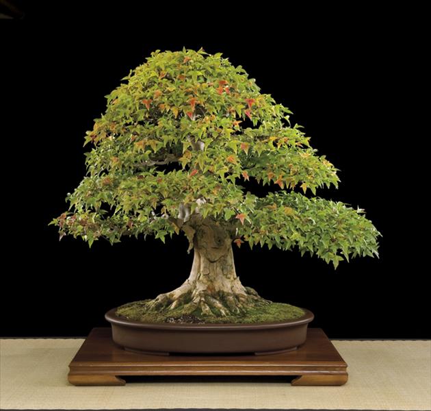 Bonsai, cay canh nghe thuat, cây cảnh nghệ thuật, cay the, cây thế, triển lãm bonsai, trien lam bonsai, triển lãm cây thế, trien lam cay the